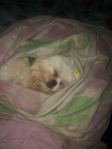 Vaquinha Online - Amora precisa da sua ajuda 