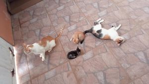 Vaquinha Online - Animalzinho feliz