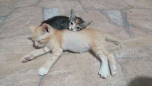 Animais - Animalzinho feliz