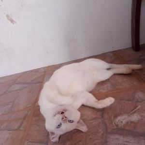 Ajude um animalzinho - Animalzinho feliz