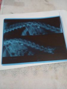 Vaquinha Online - Vamos ajudar o Snoopy a voltar a andar❤️🐕