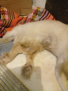 Ajude o Snoopy por favor - Vamos ajudar o Snoopy a voltar a andar❤️🐕