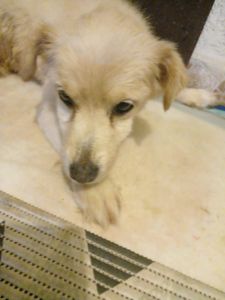 Animais - Vamos ajudar o Snoopy a voltar a andar❤️🐕