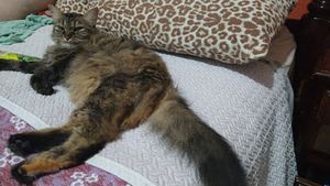 🐾🐾 Unidos por Nossos Peludos: Transformando Amor em Ação 🌟 🐾 imagem 10