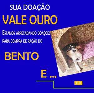 🐾🐾 Unidos por Nossos Peludos: Transformando Amor em Ação 🌟 🐾 imagem 12