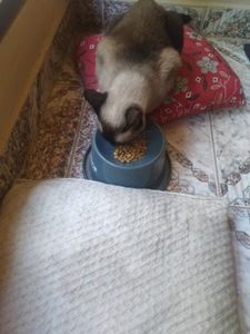 Animais - 🐾🐾 Unidos por Nossos Peludos: Transformando Amor em Ação 🌟 🐾