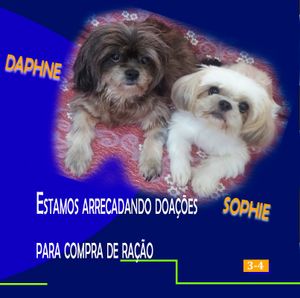 🐾🐾 Unidos por Nossos Peludos: Transformando Amor em Ação 🌟 🐾 imagem 14