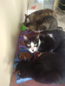 Vaquinha Online - 🐾🐾 Unidos por Nossos Peludos: Transformando Amor em Ação 🌟 🐾