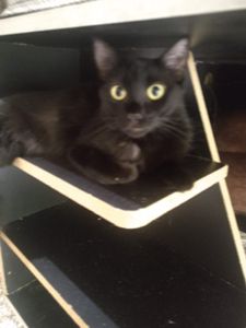 🐾🐾 Unidos por Nossos Peludos: Transformando Amor em Ação 🌟 🐾 imagem 9