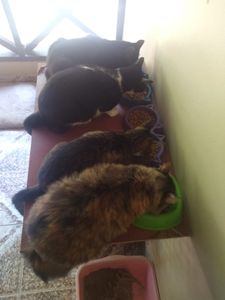 São Paulo/SP - 🐾🐾 Unidos por Nossos Peludos: Transformando Amor em Ação 🌟 🐾