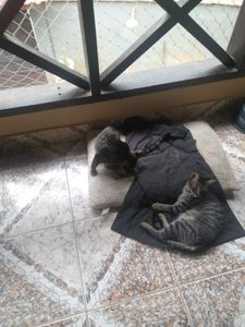 🐾🐾 Unidos por Nossos Peludos: Transformando Amor em Ação 🌟 🐾 imagem 11