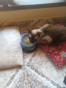 🐾🐾 Unidos por Nossos Peludos: Transformando Amor em Ação 🌟 🐾 imagem 6