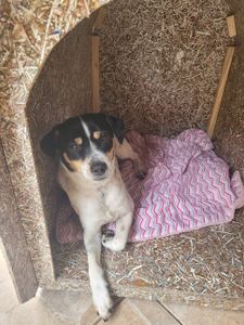 🐾🐾 Unidos por Nossos Peludos: Transformando Amor em Ação 🌟 🐾 imagem 15