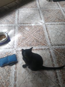 🐾🐾 Unidos por Nossos Peludos: Transformando Amor em Ação 🌟 🐾 imagem 7