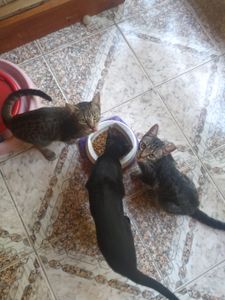 🐾 Unidos por Nossos Peludos: Transformando Amor em Ação 🌟 - 🐾🐾 Unidos por Nossos Peludos: Transformando Amor em Ação 🌟 🐾