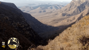 Animais - As onças da Caatinga precisam de sua ajuda!