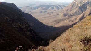 As onças da Caatinga precisam de sua ajuda! imagem 8