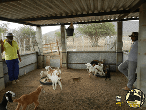 Selecione sua cidade/BA - As onças da Caatinga precisam de sua ajuda!