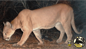 Financiamento Coletivo - As onças da Caatinga precisam de sua ajuda!