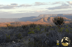 As onças da Caatinga precisam de sua ajuda! imagem 6