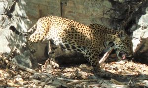 As onças da Caatinga precisam de sua ajuda! imagem 7