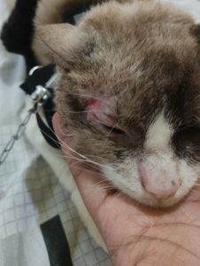 Vaquinha Online - Ajude o Gato Lupy