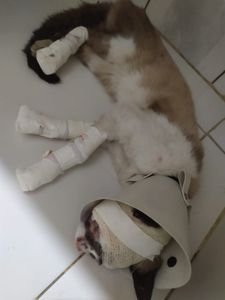 Animais - Ajude o Gato Lupy