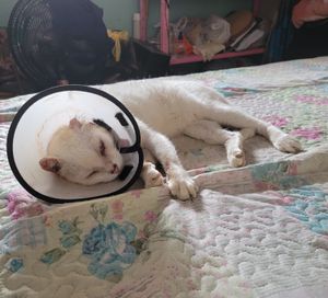 Branquinho - Ajude Branquinho a vencer o câncer