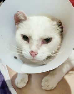 Natal/RN - Ajude Branquinho a vencer o câncer