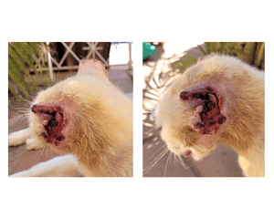 Animais - Ajude Branquinho a vencer o câncer