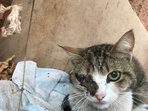 Vaquinha Online - Gato em situação de abandono