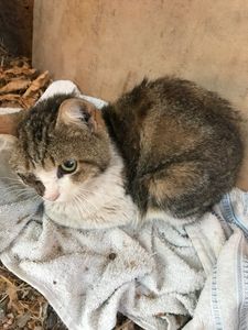 Animais - Gato em situação de abandono