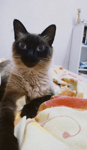 Vaquinha Online - AJUDE GATINHA LUA COM DOENÇA DEGENERATIVA 