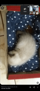 AJUDE GATINHA LUA COM DOENÇA DEGENERATIVA  - AJUDE GATINHA LUA COM DOENÇA DEGENERATIVA 