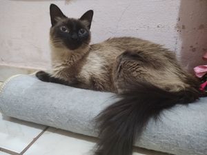 Animais - AJUDE GATINHA LUA COM DOENÇA DEGENERATIVA 