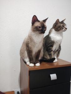 Ajude a trazer paz e saúde para os meus 10 gatinhos!