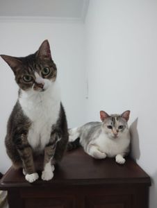 Animais - Ajude a trazer paz e saúde para os meus 10 gatinhos!