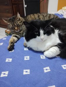 Arrecadação para castração de gatos - Ajude a trazer paz e saúde para os meus 10 gatinhos!