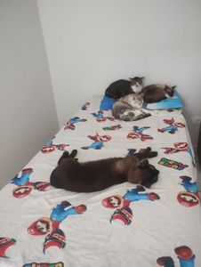 Vaquinha Online - Ajude a trazer paz e saúde para os meus 10 gatinhos!