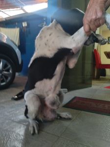 Vaquinha Online - AJUDA PARA A LESSIE MASTECTOMIA CANINA/URGENTE