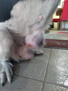 AJUDA PARA MASTECTOMIA CANINA/URGENTE - AJUDA PARA A LESSIE MASTECTOMIA CANINA/URGENTE