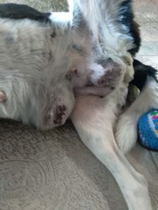 Rio de Janeiro/RJ - AJUDA PARA A LESSIE MASTECTOMIA CANINA/URGENTE