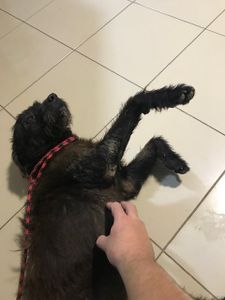 Vaquinha Online - Ajude o Spark/Fedido