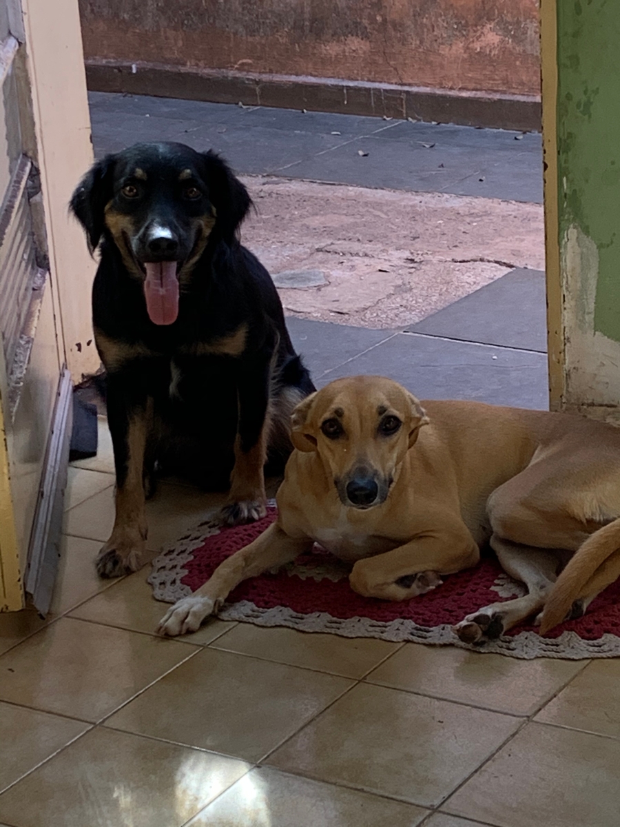 Crowdfunding - Ajuda para os animais de rua de Ribeirão Preto 
