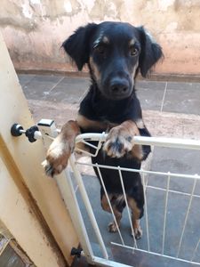 Animais - Ajuda para os animais de rua de Ribeirão Preto 