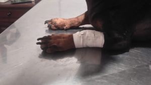 Animais - Ajudem a minha mãe a me curar da doença do carrapato!