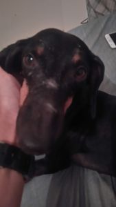 null - Ajudem a minha mãe a me curar da doença do carrapato!