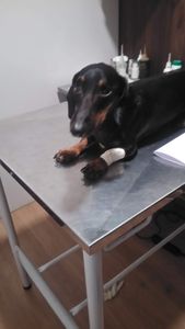 Rio de Janeiro/RJ - Ajudem a minha mãe a me curar da doença do carrapato!