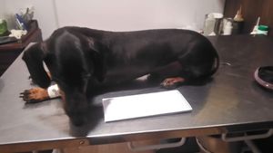 Ajudem a minha mãe a me curar da doença do carrapato! imagem 7