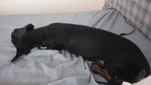 Ajudem a minha mãe a me curar da doença do carrapato! imagem 6